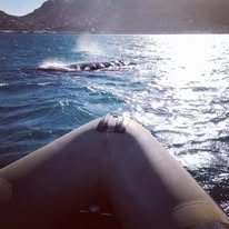 Chapman's Peak photographed from a Captain Jacks boat in Hout Bay