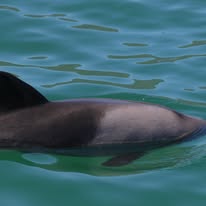 Sunfish photographed from a Captain Jacks boat in Hout Bay