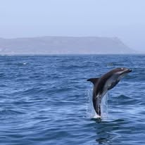 The Sentinel photographed from a Captain Jacks boat in Hout Bay