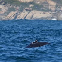 Bow spray photographed from a Captain Jacks boat in Hout Bay