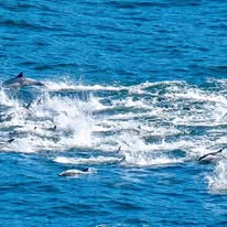 Duiker Island photographed from a Captain Jacks boat in Hout Bay