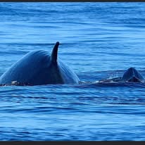 Common dolphin photographed from a Captain Jacks boat in Hout Bay