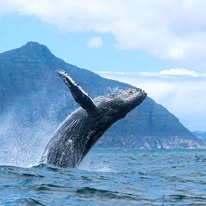 Common dolphin photographed from a Captain Jacks boat in Hout Bay