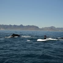 Cape fur seal photographed from a Captain Jacks boat in Hout Bay
