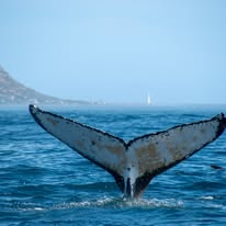 Cape fur seal photographed from a Captain Jacks boat in Hout Bay