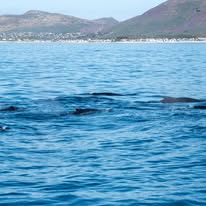 Bow spray photographed from a Captain Jacks boat in Hout Bay