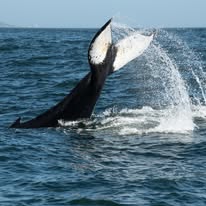 Common dolphin photographed from a Captain Jacks boat in Hout Bay