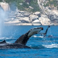 Sunfish photographed from a Captain Jacks boat in Hout Bay