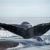Sunfish photographed from a Captain Jacks boat in Hout Bay