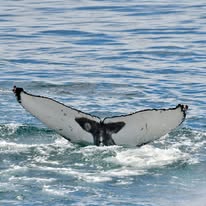 Sunfish photographed from a Captain Jacks boat in Hout Bay