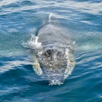 Duiker Island photographed from a Captain Jacks boat in Hout Bay