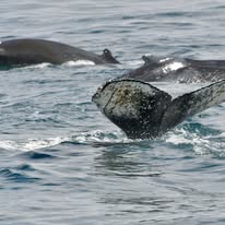 Humpback breach photographed from a Captain Jacks boat in Hout Bay
