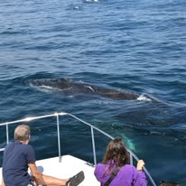 Duiker Island photographed from a Captain Jacks boat in Hout Bay