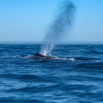Humpback breach photographed from a Captain Jacks boat in Hout Bay