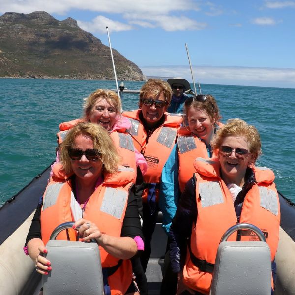 Kelp gull photographed from a Captain Jacks boat in Hout Bay