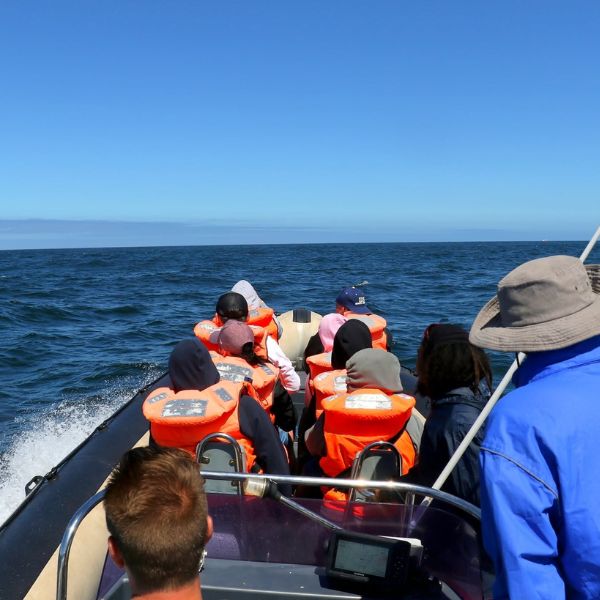High Speed Eco Tour in Hout Bay