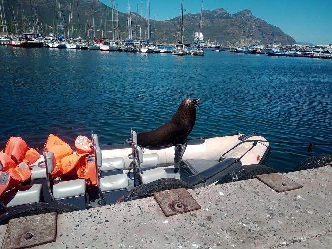 Common dolphin photographed from a Captain Jacks boat in Hout Bay