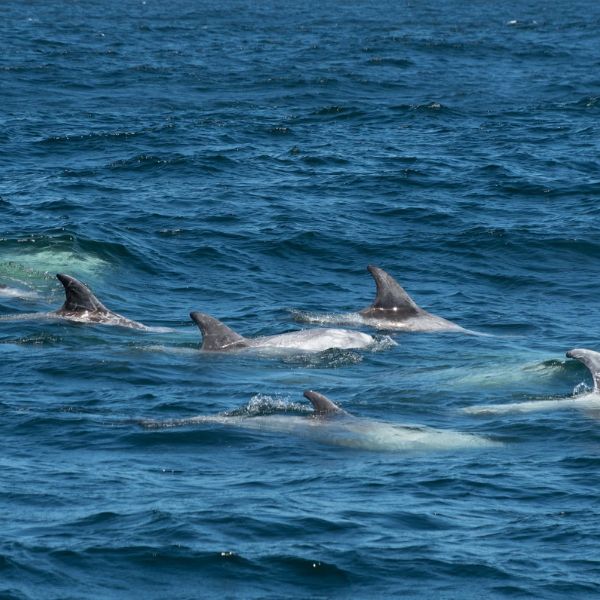 Dolphins in Hout Bay