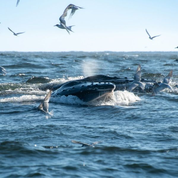 Seabirds & sunfish in Hout Bay