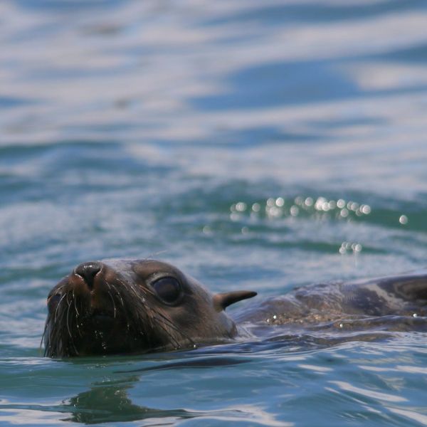Seal Island, Hout Bay