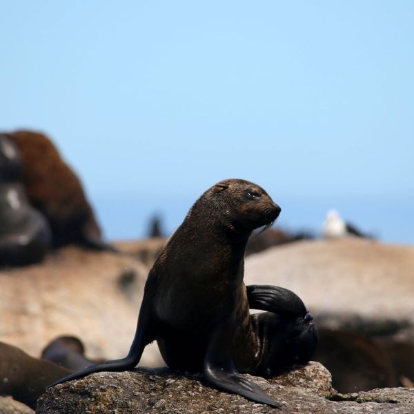 Cape fur seals in Hout Bay