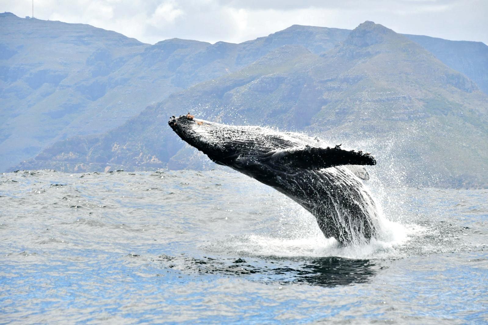 Whale & Dolphin Safari in Hout Bay