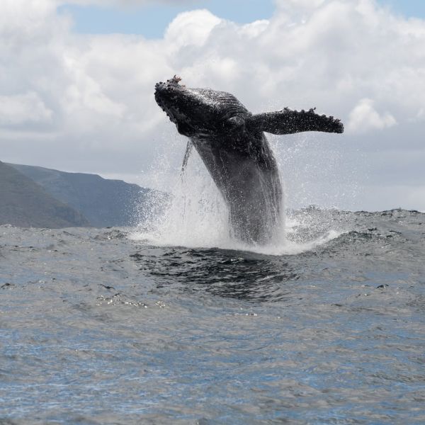 Whales in Hout Bay