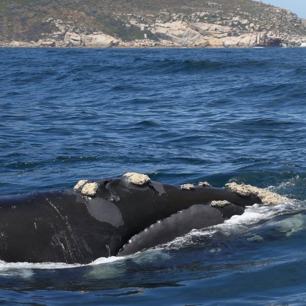 Whales & dolphins, Hout Bay